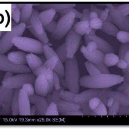 Toradh íomhá ar Electron Microscope False-Color