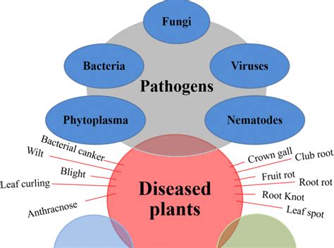 Classification of Plnt에 대한 이미지 결과