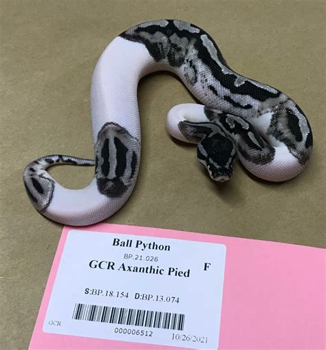 Image result for Pied X Axanthic Ball Python