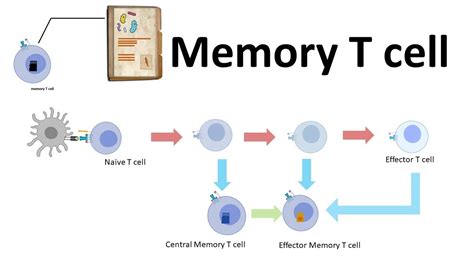 Memory Cell എന്നതിനുള്ള ഇമേജ് ഫലം