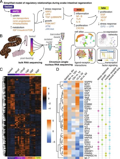 Afbeeldingsresultaten voor Python Intestinal Growth