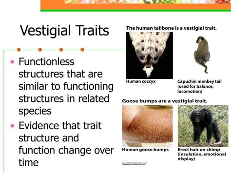 Toradh íomhá ar Transitional Forms of Animals