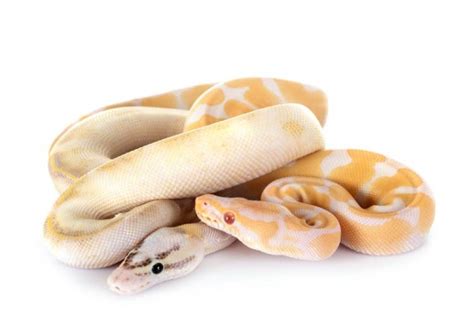 Image result for Snake Gender Ball Python