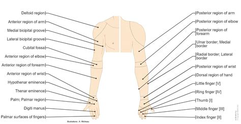 Image result for Where Is My Upper Arm