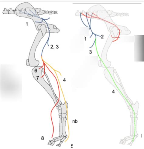 Image result for Hind Limb in Python