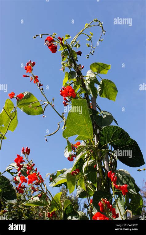 Afbeeldingsresultaten voor Lady Di Runner Beans