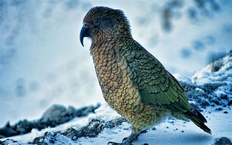 Image result for Pet Kea