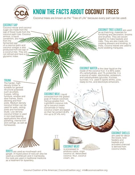 Toradh íomhá ar How to Use Coconuts