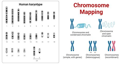 Image result for Simple Genetic Map