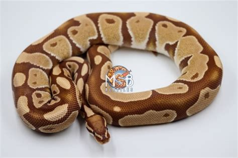 Image result for Ball Python with RI