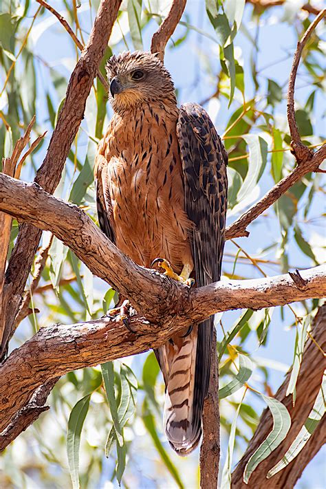 Image result for Red Goshawk Life Cycle Flow Chart