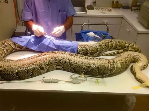 Image result for Python vs Deer