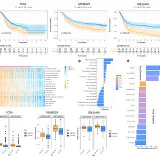 Image result for Focal Adhesion Microenvironment