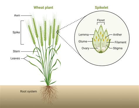 Classification of Plnt에 대한 이미지 결과