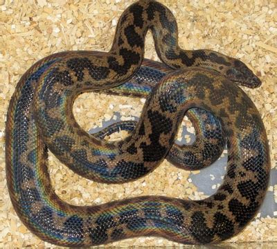 Image result for Rainbow Spotted Python