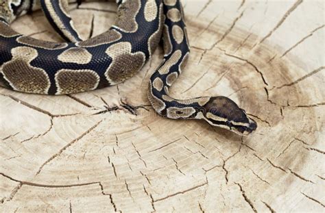 Toradh íomhá ar Royal Python Skull