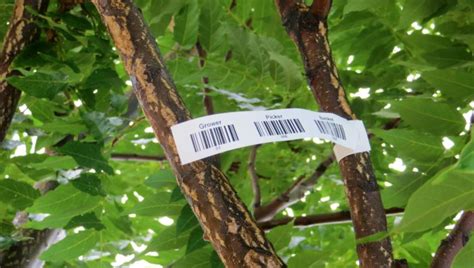 Toradh íomhá ar Vinyl Tree Tag Labels