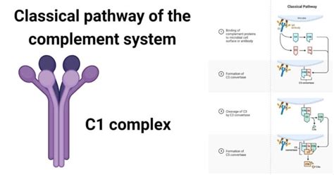 Toradh íomhá ar Classical Pathway Complement Activation Microscopy