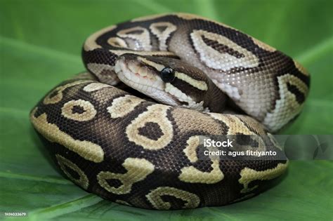 Image result for Ball Python Snake Profile Picture