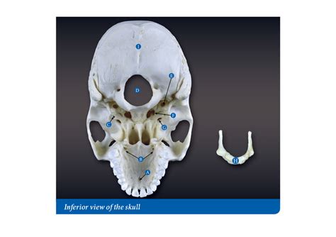 Toradh íomhá ar Python Skull Diagram