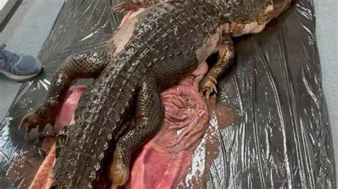 Image result for Burmese Python Eating Alligator Explodes After