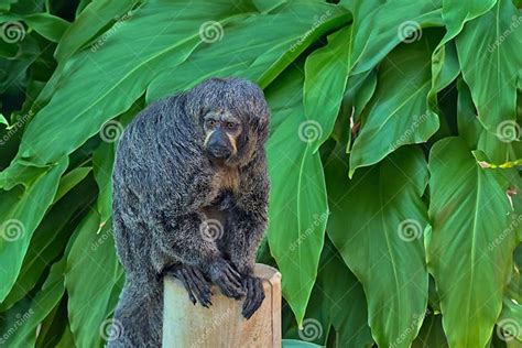 Afbeeldingsresultaten voor Monk with Monkey On His Head