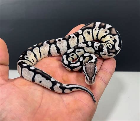 Vanilla Axanthic Ball Python に対する画像結果
