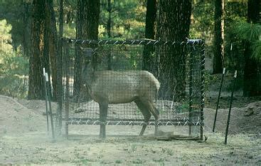 Image result for Animal Nets for Capture