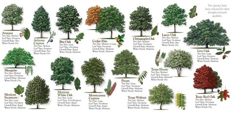 Image result for Oak Tree Width