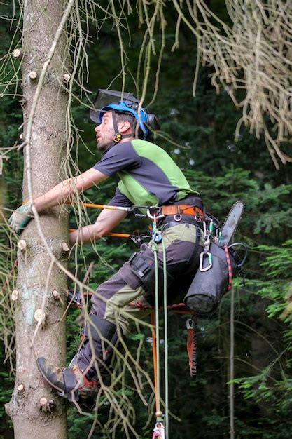 Image result for Easiest Tree Climbing Method