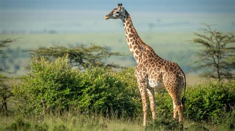 Image result for Giraffe Mammal