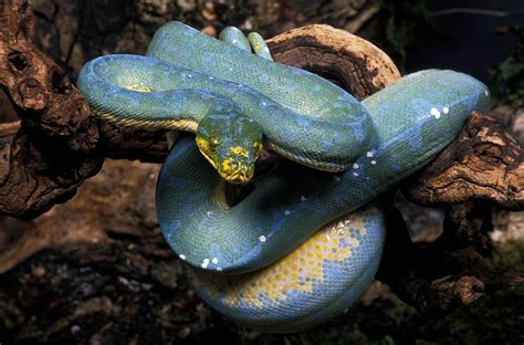 High Yellow Green Tree Python に対する画像結果