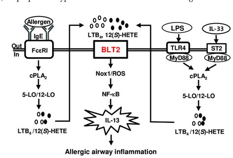 Toradh íomhá ar Th2 and ST2 Receptor