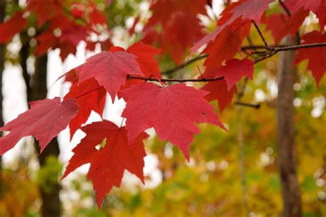 Image result for Red Maple Tree Fall