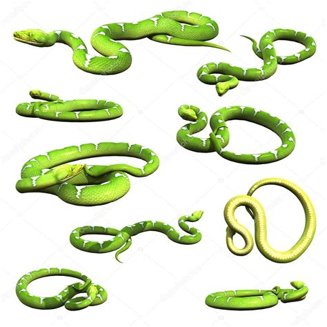 Snake Front Angle Python に対する画像結果