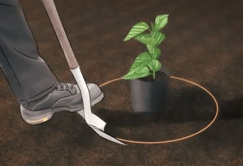 Toradh íomhá ar Mulberry Tree Root System