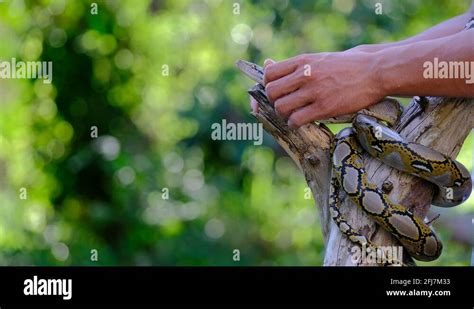 Image result for Man Playing with Python