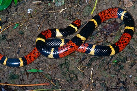 Toradh íomhá ar Amazon Jungle Animals Python