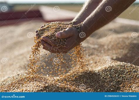 Grains in the Hands に対する画像結果