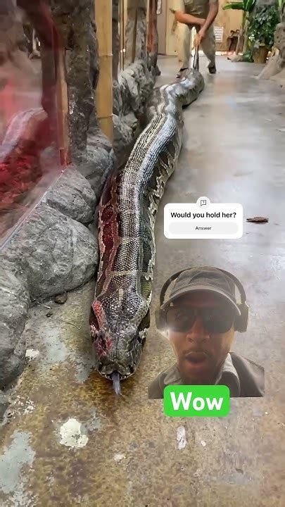 Jay Python に対する画像結果