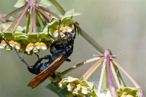 Tarantula Hawk Wasp に対する画像結果