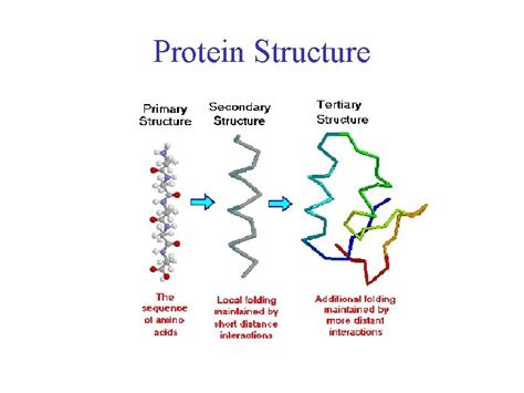 Image result for Protein Structure and Function
