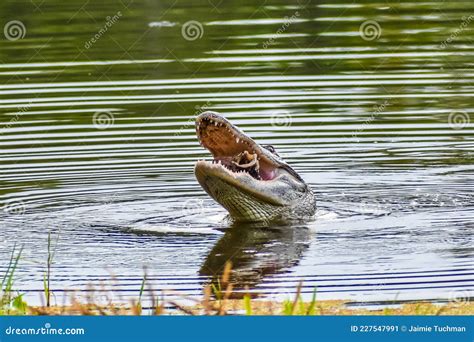 Image result for Guy Eating Pizza in Swamp with Alligator