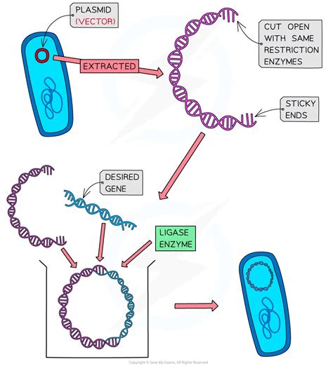 Plasmid Vector