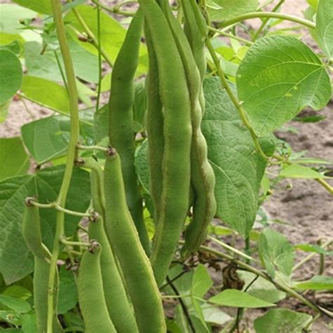 Afbeeldingsresultaten voor Lady Di Runner Beans