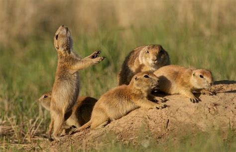 Image result for Prairie Dog Loading Meme
