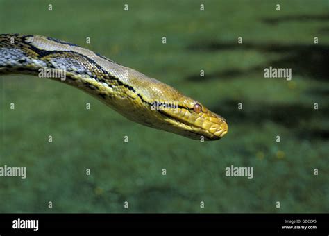 Reticulated Python Head に対する画像結果