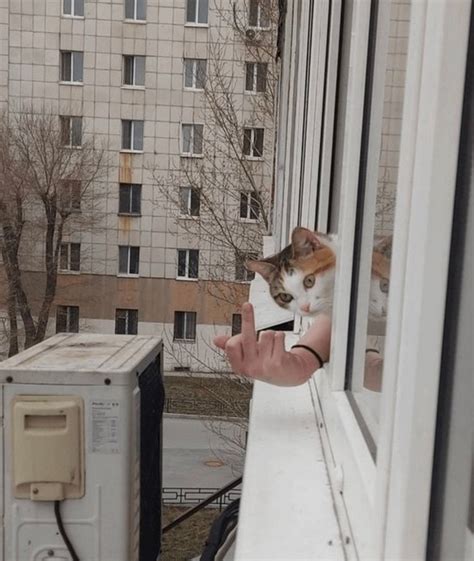 Image result for Upload Bird Photo for Identification