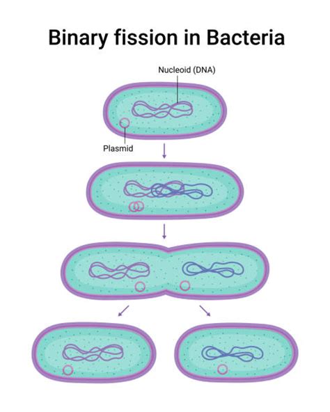 Image result for Binary Fission Reproduction