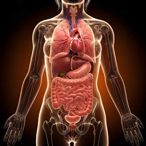 Image result for Female Skeleton Internal Anatomy